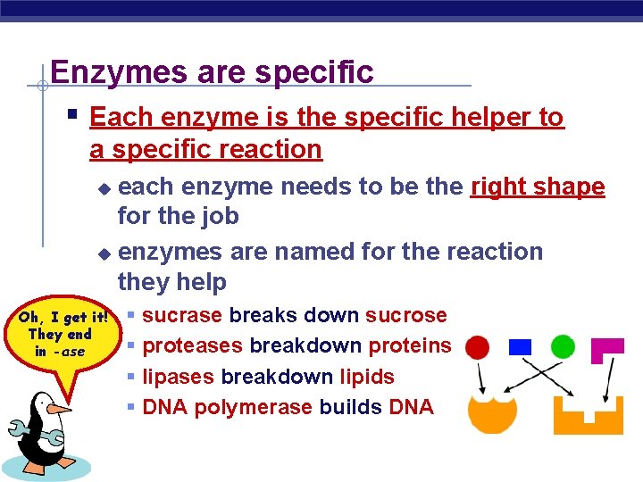 Enzymes are specific § Each enzyme is the specific helper to a specific reaction