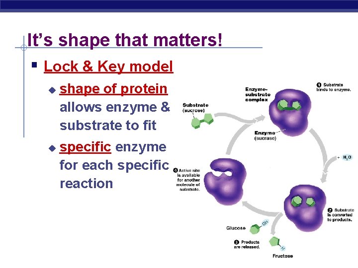 It’s shape that matters! § Lock & Key model u u shape of protein