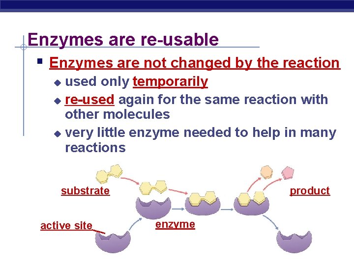 Enzymes are re-usable § Enzymes are not changed by the reaction used only temporarily