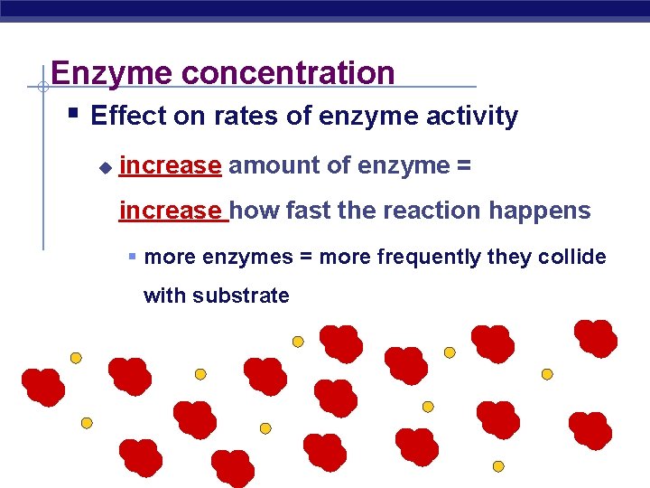 Enzyme concentration § Effect on rates of enzyme activity u increase amount of enzyme