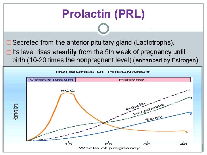 Prolactin (PRL) � Secreted from the anterior pituitary gland (Lactotrophs). � Its level rises