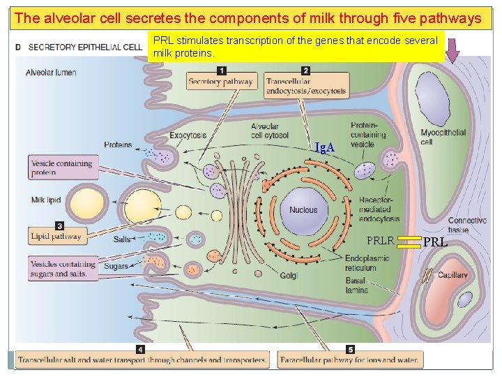 The alveolar cell secretes the components of milk through five pathways PRL stimulates transcription