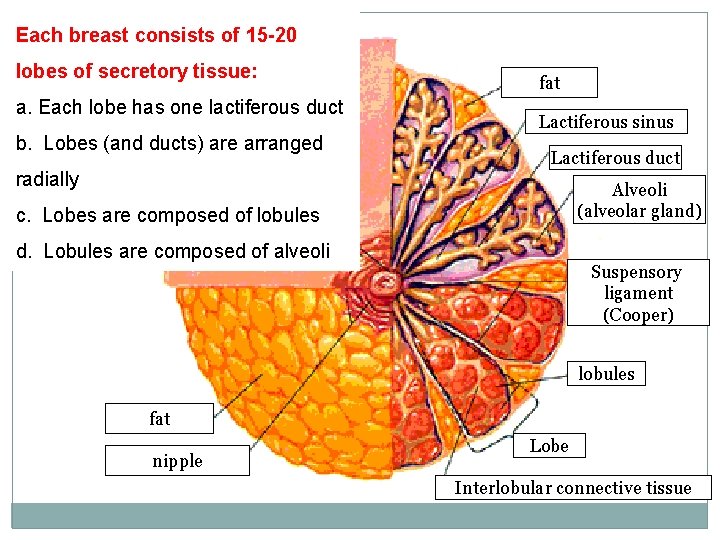 Each breast consists of 15 -20 lobes of secretory tissue: nipple a. Each lobe