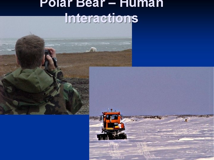 Polar Bear – Human Interactions 