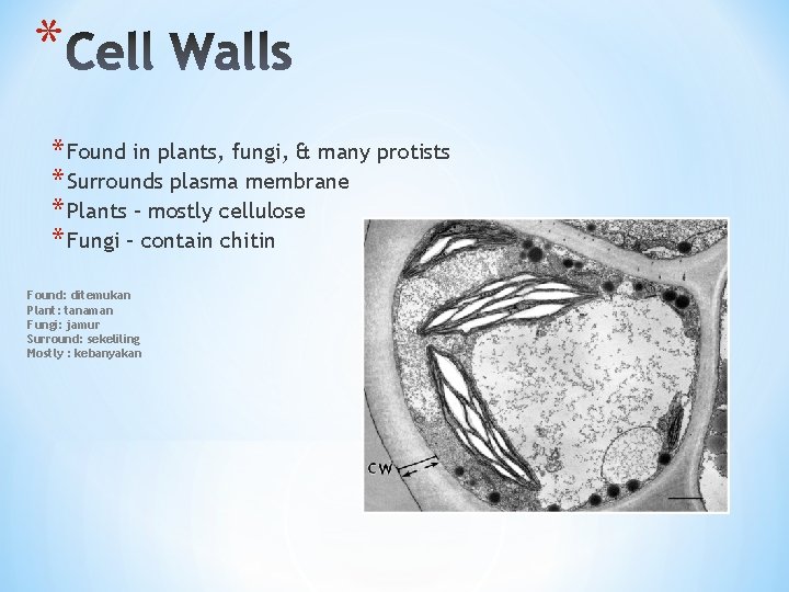 * * Found in plants, fungi, & many protists * Surrounds plasma membrane *