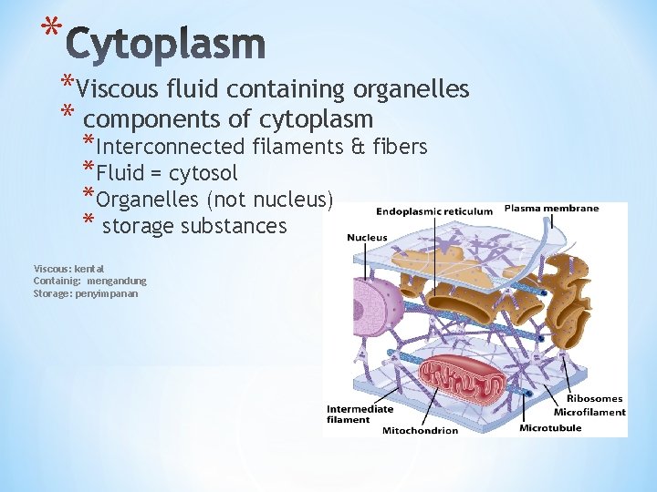 * *Viscous fluid containing organelles * components of cytoplasm *Interconnected filaments & fibers *Fluid