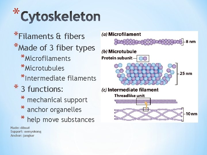 * *Filaments & fibers *Made of 3 fiber types *Microfilaments *Microtubules *Intermediate filaments *