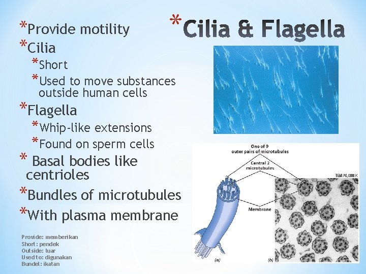 *Provide motility *Cilia * *Short *Used to move substances outside human cells *Flagella *Whip-like