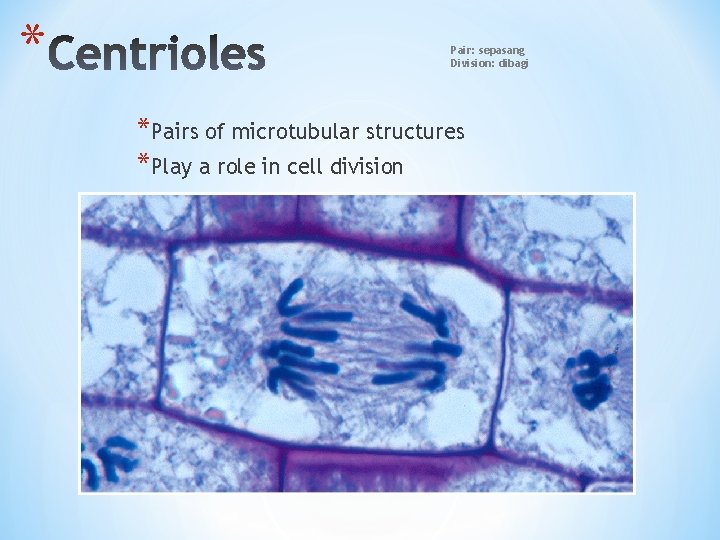 * Pair: sepasang Division: dibagi *Pairs of microtubular structures *Play a role in cell