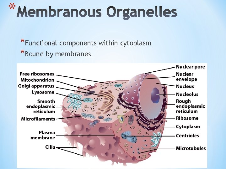 * *Functional components within cytoplasm *Bound by membranes 