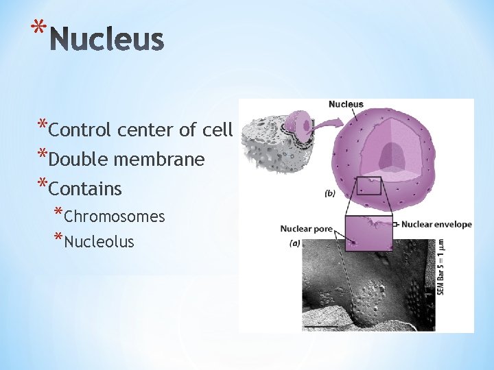 * *Control center of cell *Double membrane *Contains *Chromosomes *Nucleolus 