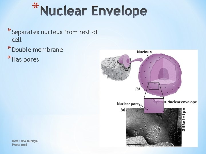 * *Separates nucleus from rest of cell *Double membrane *Has pores Rest: sisa lainnya