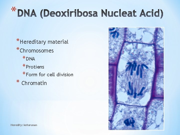 * *Hereditary material *Chromosomes * DNA * Protiens * Form for cell division *