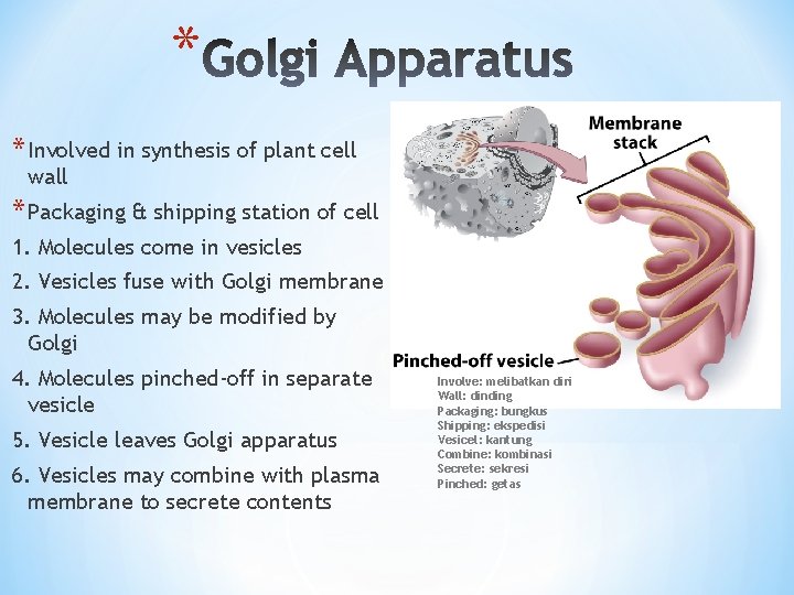 * * Involved in synthesis of plant cell wall * Packaging & shipping station