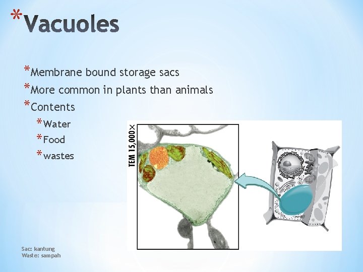 * *Membrane bound storage sacs *More common in plants than animals *Contents * Water