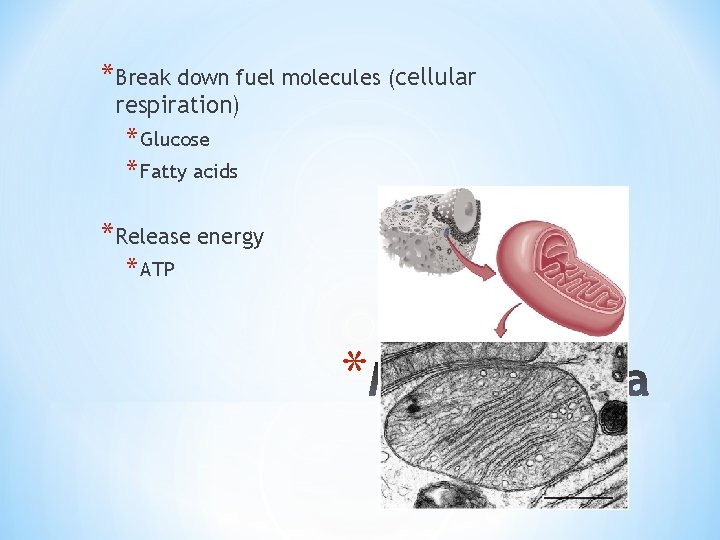 *Break down fuel molecules (cellular respiration) * Glucose * Fatty acids *Release energy *