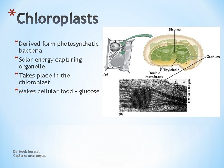 * * Derived form photosynthetic bacteria * Solar energy capturing organelle * Takes place