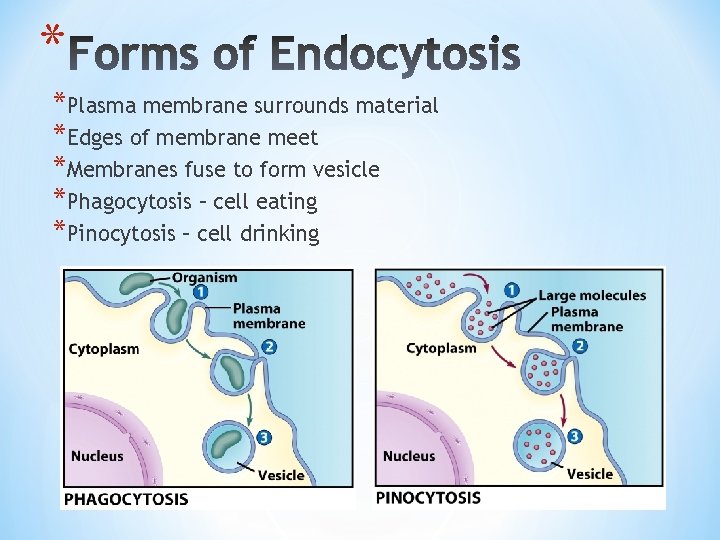 * *Plasma membrane surrounds material *Edges of membrane meet *Membranes fuse to form vesicle