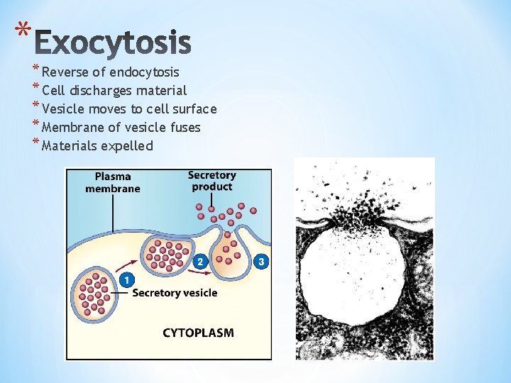 * * Reverse of endocytosis * Cell discharges material * Vesicle moves to cell