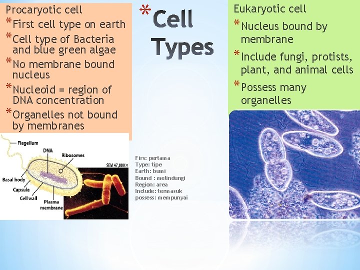 Procaryotic cell *First cell type on earth *Cell type of Bacteria and blue green