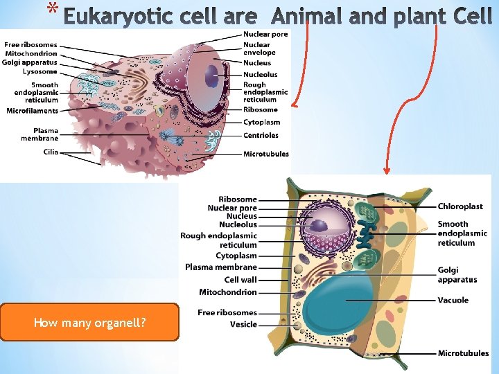 * How many organell? 