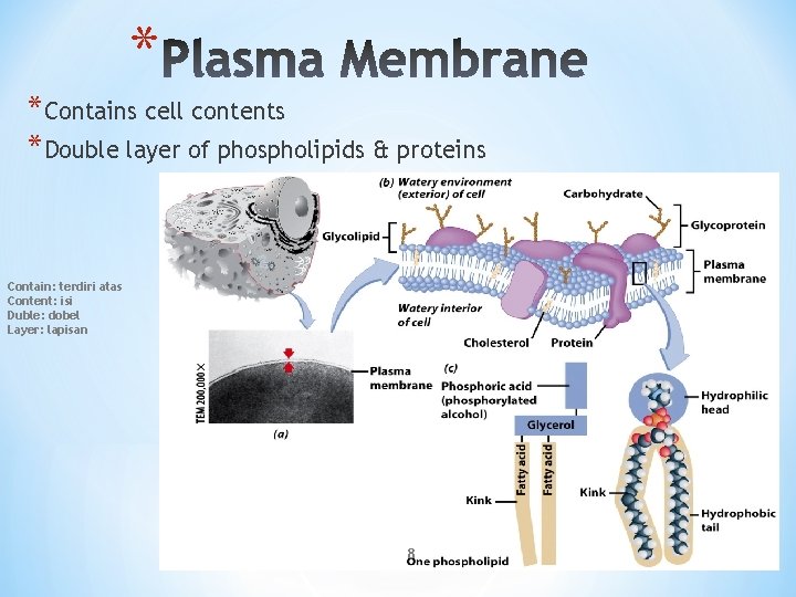 * *Contains cell contents *Double layer of phospholipids & proteins Contain: terdiri atas Content: