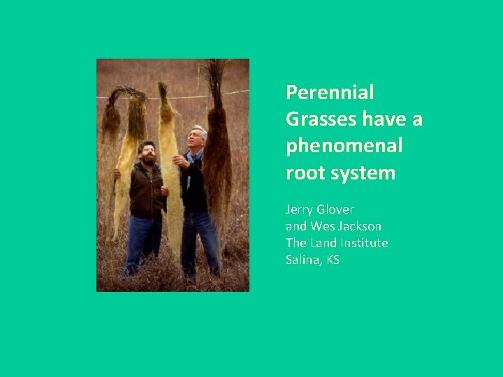 Perennial Grasses have a phenomenal root system Jerry Glover and Wes Jackson The Land