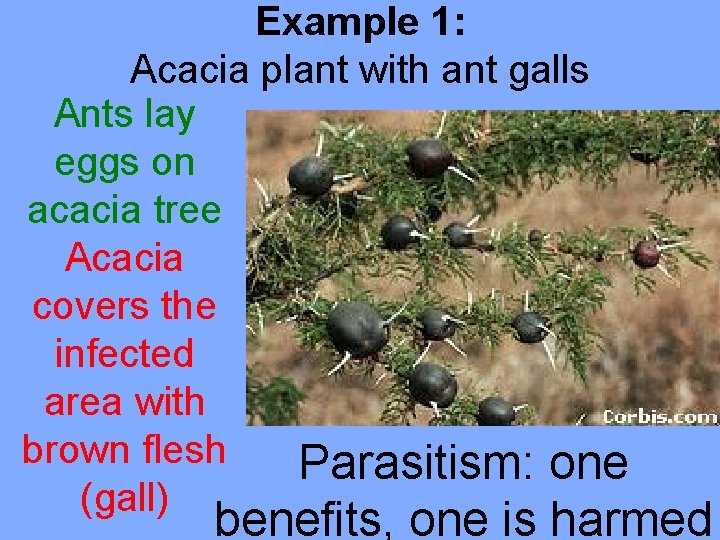 Example 1: Acacia plant with ant galls Ants lay eggs on acacia tree Acacia