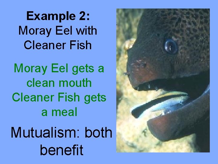 Example 2: Moray Eel with Cleaner Fish Moray Eel gets a clean mouth Cleaner
