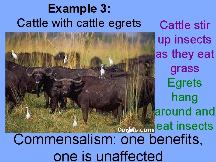 Example 3: Cattle with cattle egrets Cattle stir up insects as they eat grass
