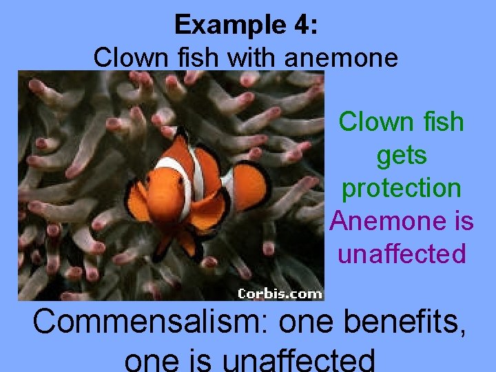Example 4: Clown fish with anemone Clown fish gets protection Anemone is unaffected Commensalism: