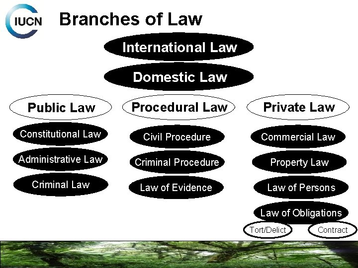 Branches of Law International Law Domestic Law Public Law Procedural Law Private Law Constitutional