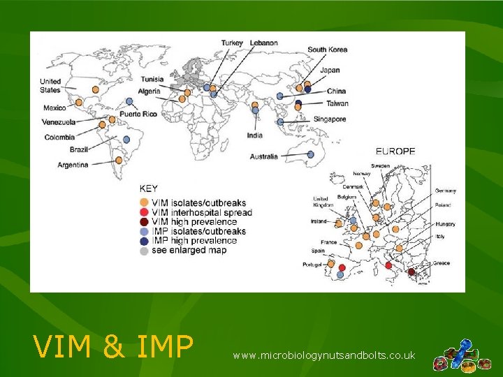 VIM & IMP www. microbiologynutsandbolts. co. uk 