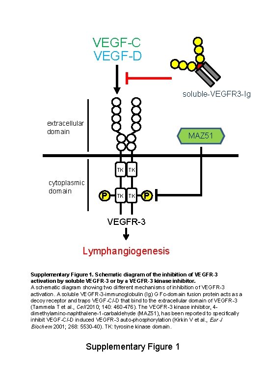 VEGF-C VEGF-D soluble-VEGFR 3 -Ig extracellular domain MAZ 51 TK TK cytoplasmic domain P