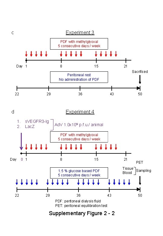 c Experiment 3 PDF with methylglyoxal 5 consecutive days / week Day 1 8