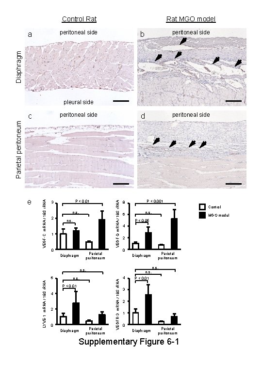 Control Rat MGO model peritoneal side b peritoneal side d peritoneal side Diaphragm a