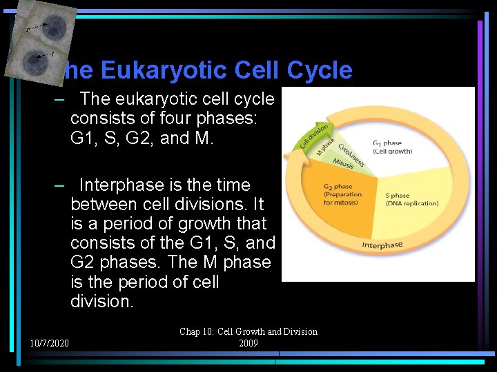 The Eukaryotic Cell Cycle – The eukaryotic cell cycle consists of four phases: G