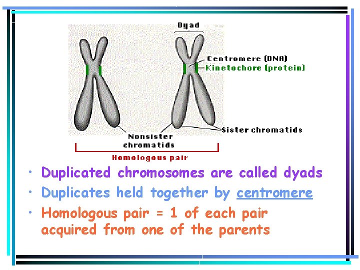  • Duplicated chromosomes are called dyads • Duplicates held together by centromere •