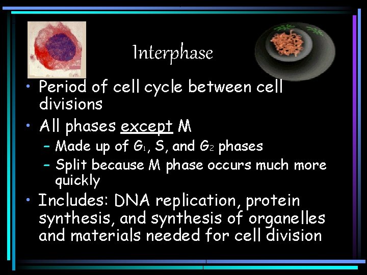 Interphase • Period of cell cycle between cell divisions • All phases except M