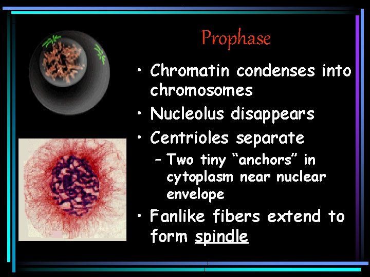 Prophase • Chromatin condenses into chromosomes • Nucleolus disappears • Centrioles separate – Two