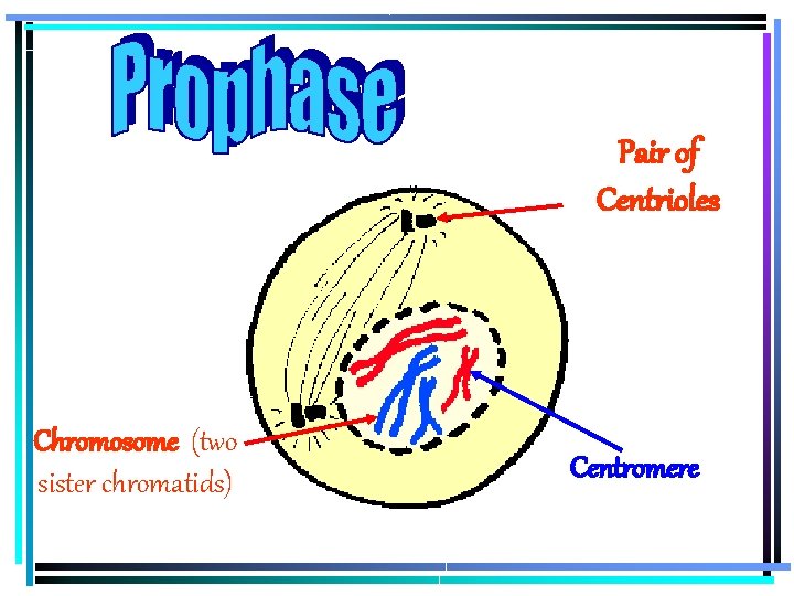 Pair of Centrioles Chromosome (two sister chromatids) Centromere 
