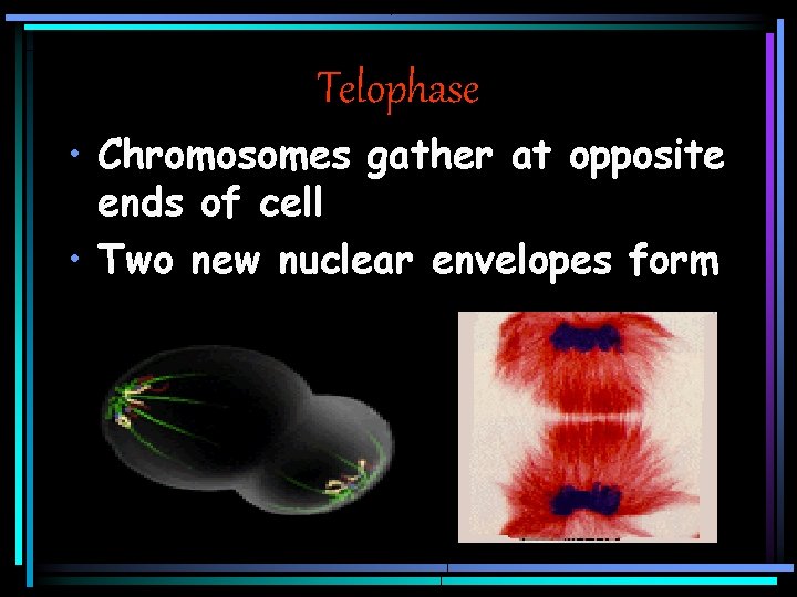 Telophase • Chromosomes gather at opposite ends of cell • Two new nuclear envelopes