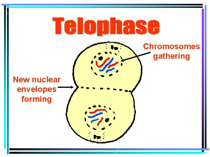 Chromosomes gathering New nuclear envelopes forming 