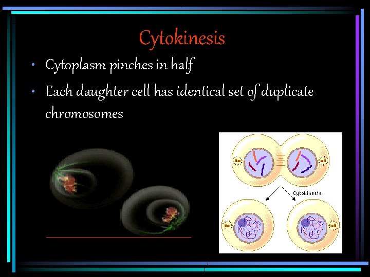 Cytokinesis • Cytoplasm pinches in half • Each daughter cell has identical set of