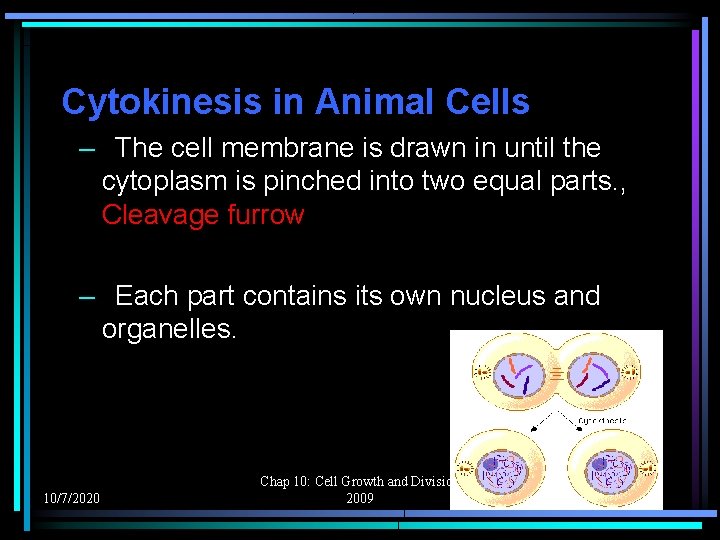 Cytokinesis in Animal Cells – The cell membrane is drawn in until the cytoplasm