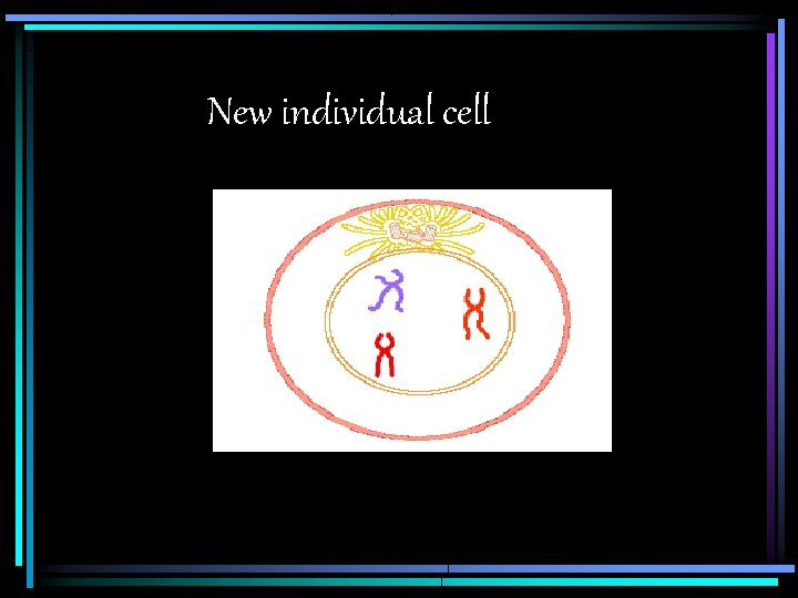 New individual cell 