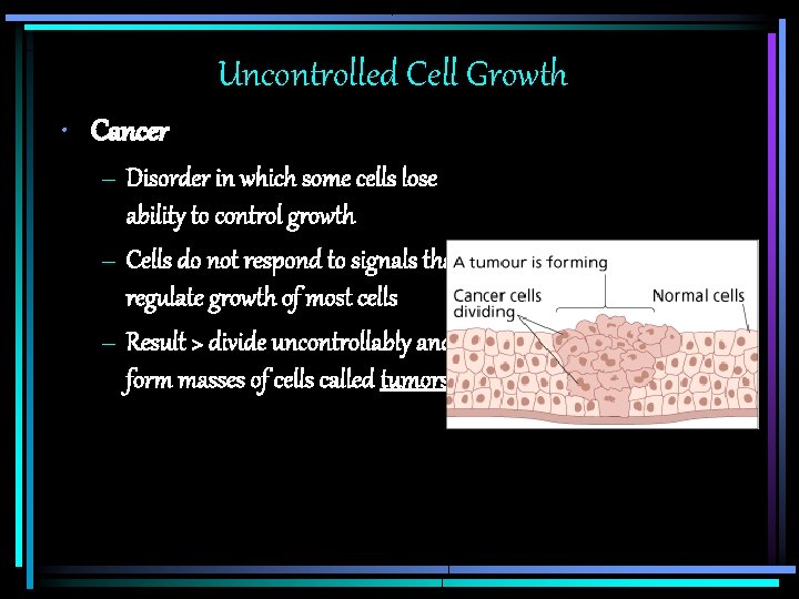 Uncontrolled Cell Growth • Cancer – Disorder in which some cells lose ability to