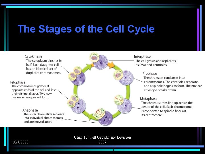 The Stages of the Cell Cycle 10/7/2020 Chap 10: Cell Growth and Division 2009