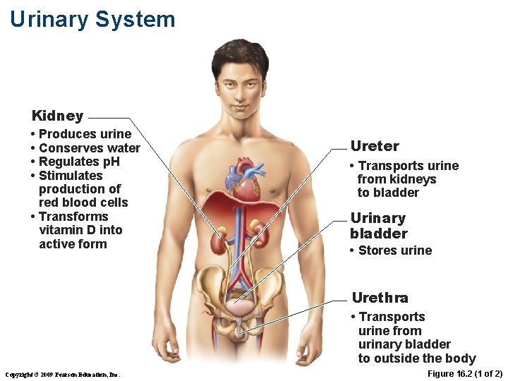 Urinary System Kidney • Produces urine • Conserves water • Regulates p. H •