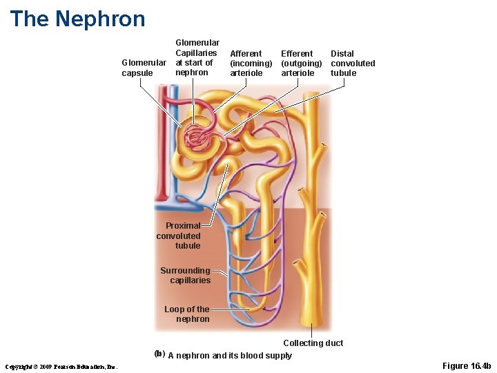 The Nephron Glomerular capsule Glomerular Capillaries at start of nephron Afferent (incoming) arteriole Efferent